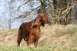 SETTER IRLANDAIS 194